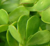 Brahmi levél por